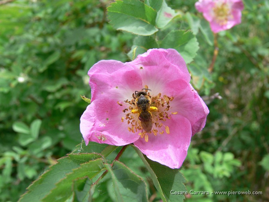 49-rosa canina.jpg